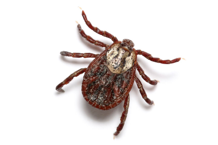 canine-babesiosis