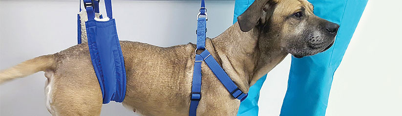 canine-pelvic-limb-physiotherapy-hdr