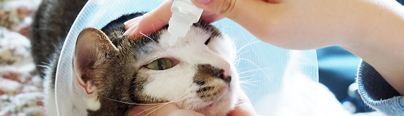 pg-hdr-giving-skin-ear-eye-drops-ointment-to-a-cat