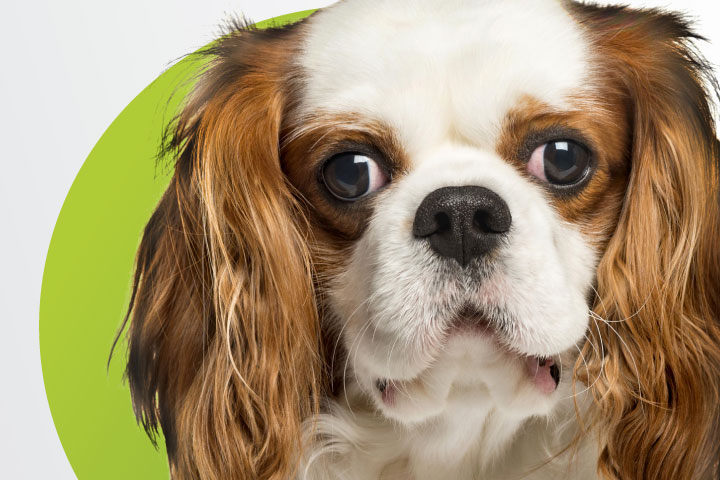 canine-neurogenic-dry-eye-2