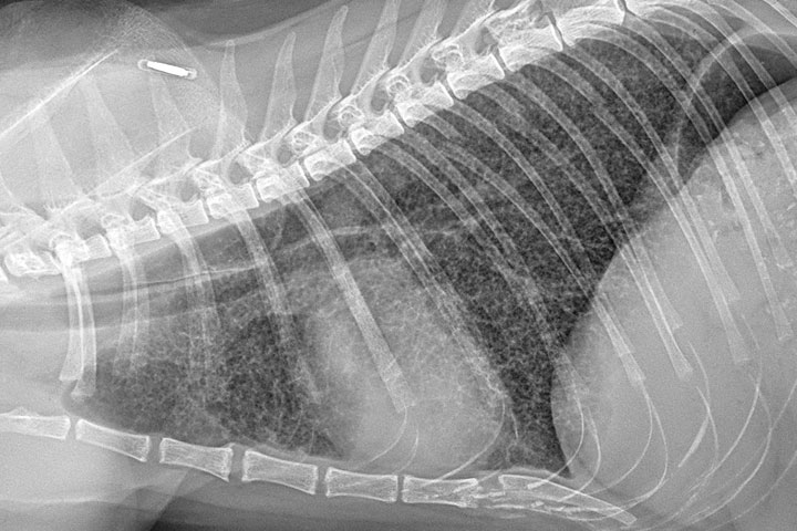 lung-patterns-and-the-approach-to-thoracic-cases