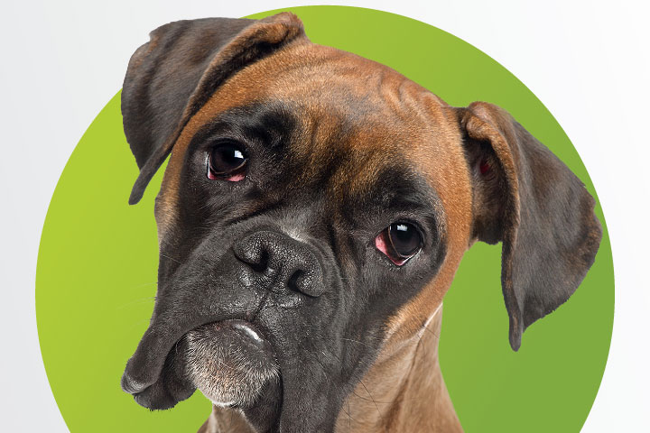 spontaneous-chronic-corneal-epithelial-defects