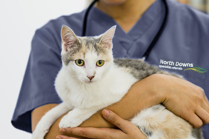 the-challenges-of-subclinical-myocardial-disease-in-cats