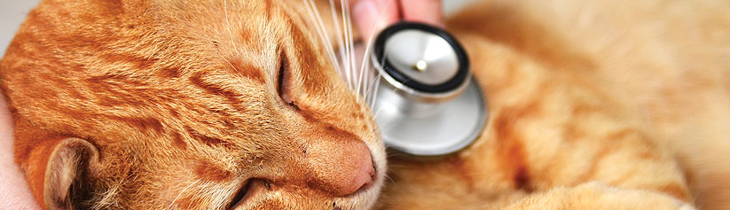 Cat on Phenobarbital being checked by vet